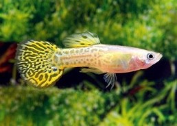 Guppy mâle cobra jaune - Guppy mâle - Comptoir du Poisson exotique