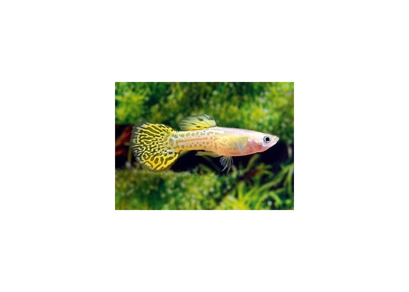 Guppy mâle cobra jaune - Guppy mâle - Comptoir du Poisson exotique