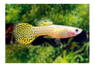 Guppy mâle cobra jaune - Guppy mâle - Comptoir du Poisson exotique