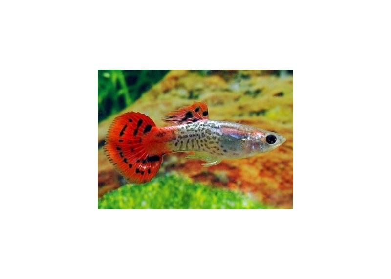 Guppy mâle cobra rouge - Guppy mâle - Comptoir du Poisson exotique