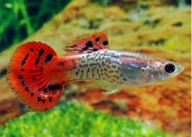 Guppy mâle cobra rouge - Guppy mâle - Comptoir du Poisson exotique