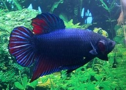 Betta male giant plakat - Autres betta - Comptoir du Poisson exotique