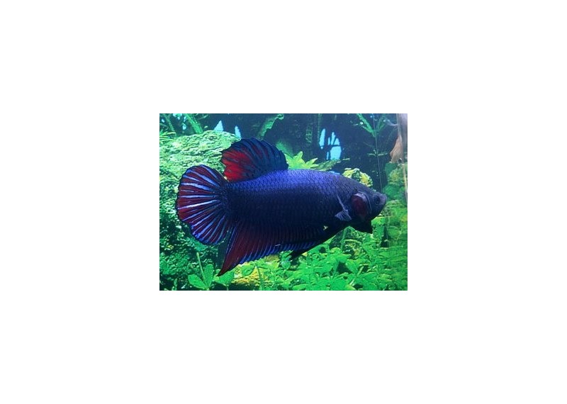 Betta male giant plakat - Autres betta - Comptoir du Poisson exotique