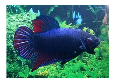 Betta male giant plakat - Autres betta - Comptoir du Poisson exotique