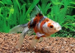 Japonais calico - Japonais fantail - Comptoir du Poisson exotique