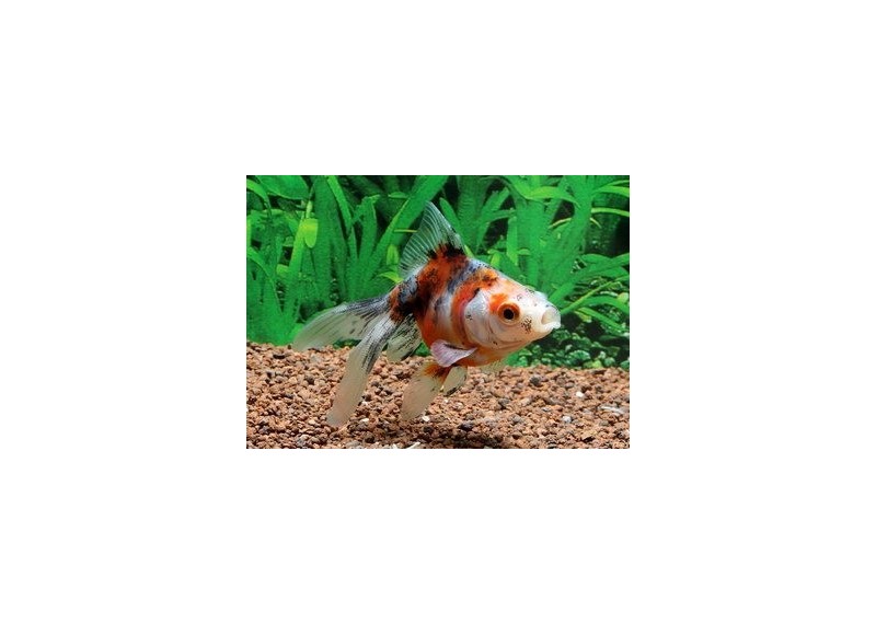 Japonais calico - Japonais fantail - Comptoir du Poisson exotique