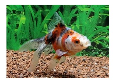 Japonais calico - Japonais fantail - Comptoir du Poisson exotique