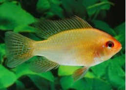 Ramirezi gold - Cichlidés américains - Comptoir du Poisson exotique