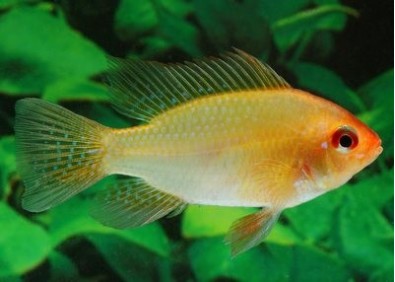 Ramirezi gold - Cichlidés américains - Comptoir du Poisson exotique