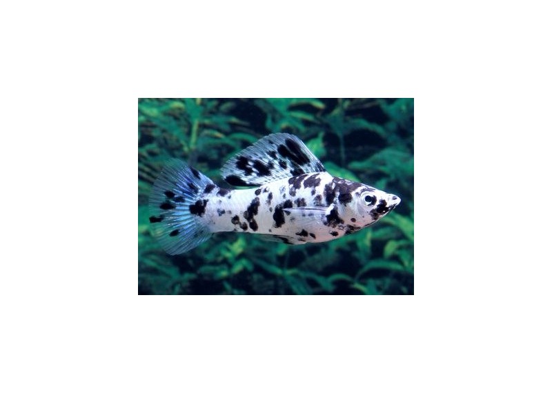 Molly dalmatien - Molly - Comptoir du Poisson exotique