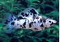 Molly dalmatien - Molly - Comptoir du Poisson exotique