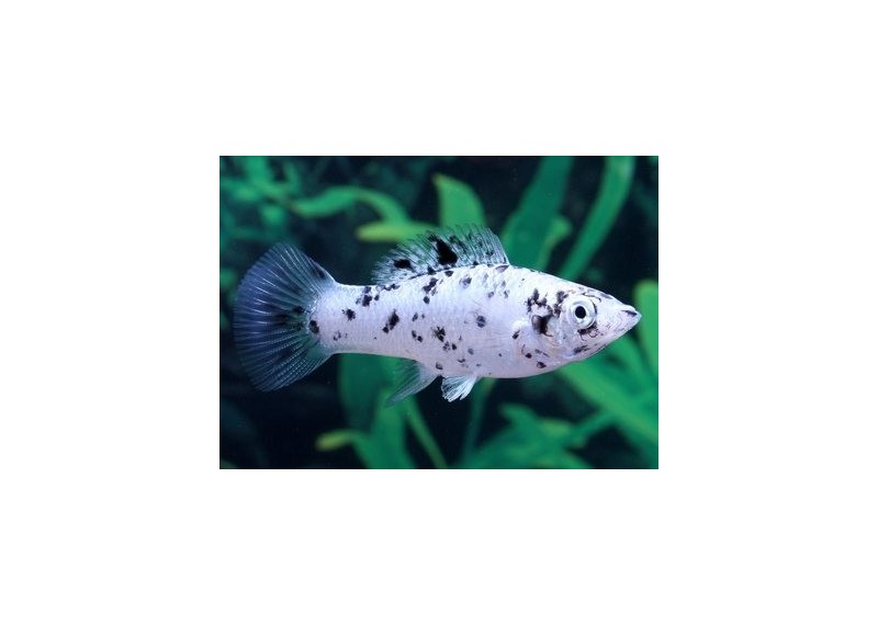 Molly argent dalmatien - Molly - Comptoir du Poisson exotique