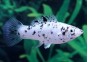 Molly argent dalmatien - Molly - Comptoir du Poisson exotique