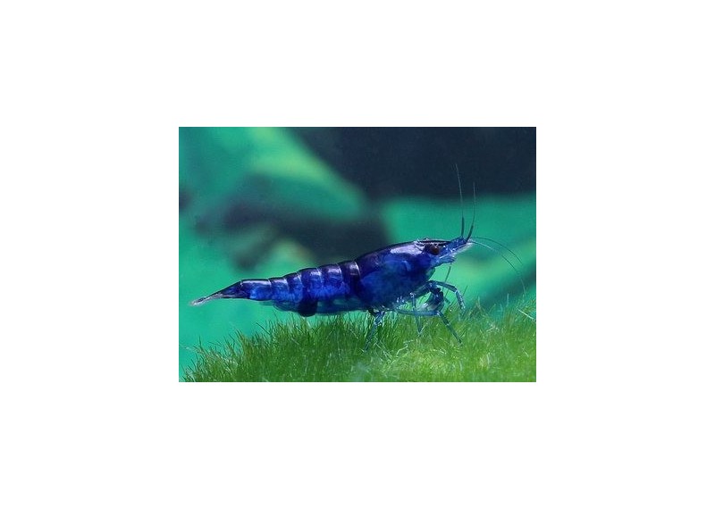 Crevette bleu diamant - Crevette & écrevisse - Comptoir du Poisson exotique