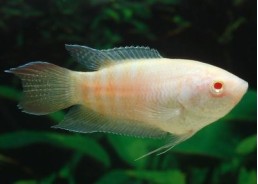 Poisson paradis albinos - Divers anabantides - Comptoir du Poisson exotique