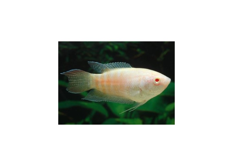 Poisson paradis albinos - Divers anabantides - Comptoir du Poisson exotique