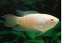 Poisson paradis albinos - Divers anabantides - Comptoir du Poisson exotique