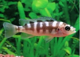 Pseudotropheus crabro cameleo - Cichlidés africains - Comptoir du Poisson exotique