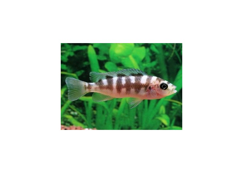 Pseudotropheus crabro cameleo - Cichlidés africains - Comptoir du Poisson exotique