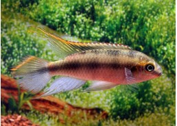 Pelvicachromis pulcher - Cichlidés africains - Comptoir du Poisson exotique