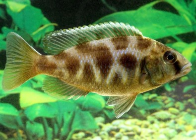 Nimbochromis venustus - Cichlidés africains - Comptoir du Poisson exotique