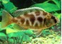 Nimbochromis venustus - Cichlidés africains - Comptoir du Poisson exotique