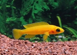 Neolamprologus leleupi - Cichlidés africains - Comptoir du Poisson exotique