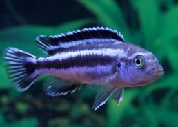 Pseudotropheus cyaneorhabdos - Cichlidés africains - Comptoir du Poisson exotique