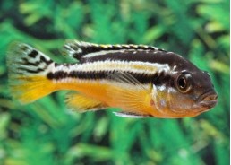 Melanochromis auratus - Cichlidés africains - Comptoir du Poisson exotique