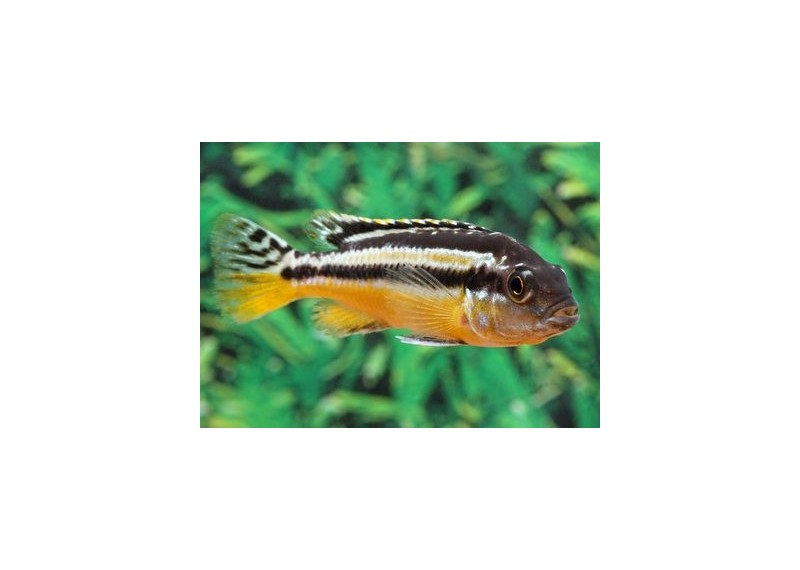 Melanochromis auratus - Cichlidés africains - Comptoir du Poisson exotique