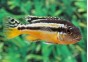 Melanochromis auratus - Cichlidés africains - Comptoir du Poisson exotique