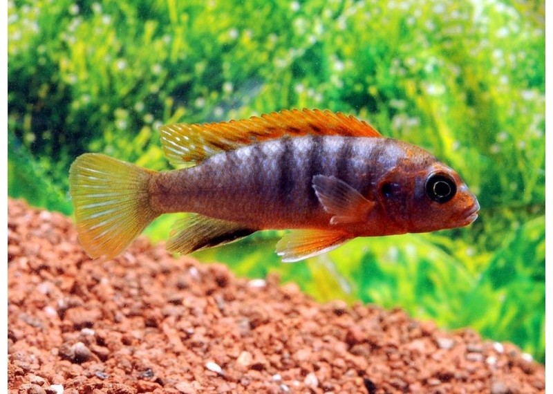 Labidochromis sp. hongi red top - Cichlidés africains - Comptoir du Poisson exotique