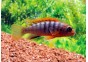 Labidochromis sp. hongi red top - Cichlidés africains - Comptoir du Poisson exotique