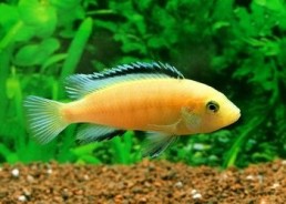 Labidochromis caeruleus labido jaune - Cichlidés africains - Comptoir du Poisson exotique