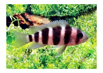 Cyphotilapia frontosa - Cichlidés africains - Comptoir du Poisson exotique