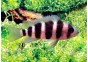 Cyphotilapia frontosa - Cichlidés africains - Comptoir du Poisson exotique