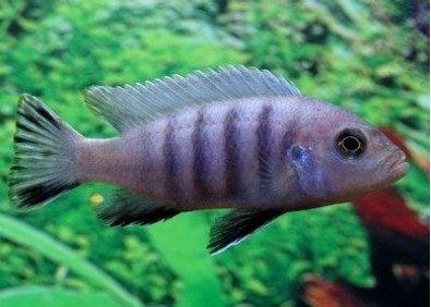 Cynotilapia afra cobue - Cichlidés africains - Comptoir du Poisson exotique