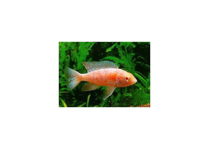 Aulonocara sp. red rubin - Cichlidés africains - Comptoir du Poisson exotique