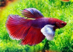 Betta mâle éléphant assortis - Betta éléphant - Comptoir du Poisson exotique