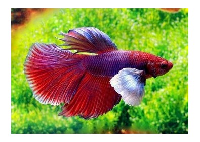 Betta mâle éléphant assortis - Betta éléphant - Comptoir du Poisson exotique