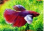 Betta mâle éléphant assortis - Betta éléphant - Comptoir du Poisson exotique