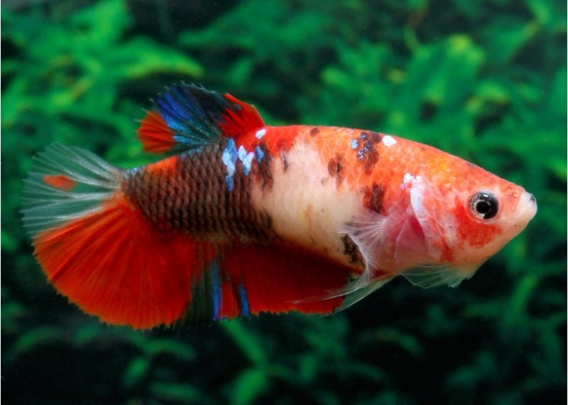Betta plakat femelle select koi - Betta plakat - Comptoir du Poisson exotique