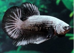 Betta plakat mâle select samourai - Betta plakat - Comptoir du Poisson exotique