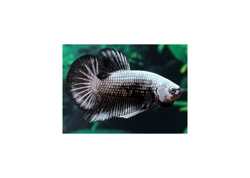 Betta plakat mâle select samourai - Betta plakat - Comptoir du Poisson exotique