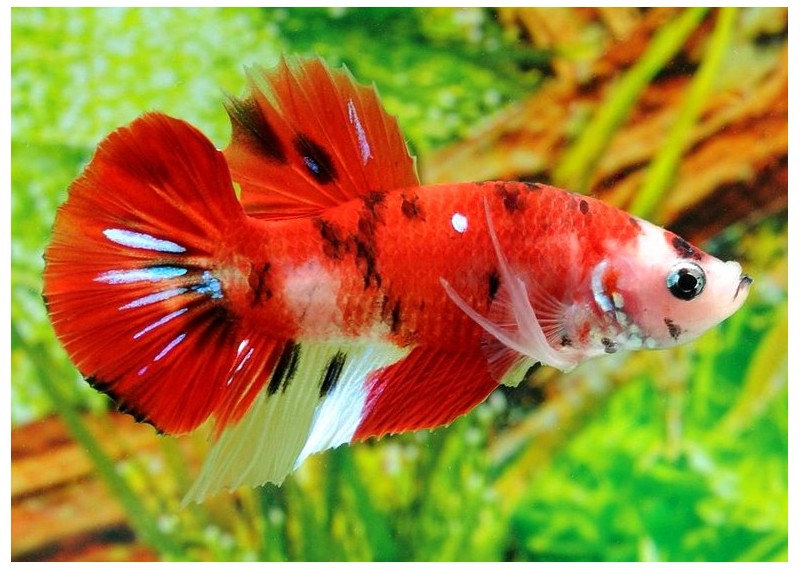 Betta plakat mâle select koi - Betta plakat - Comptoir du Poisson exotique