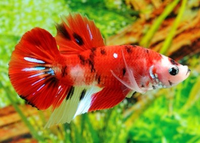 Betta plakat mâle select koi - Betta plakat - Comptoir du Poisson exotique