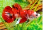 Betta plakat mâle select koi - Betta plakat - Comptoir du Poisson exotique