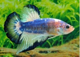 Betta plakat mâle fancy - Betta plakat - Comptoir du Poisson exotique