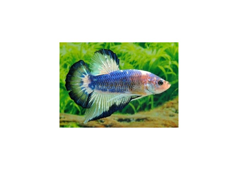 Betta plakat mâle fancy - Betta plakat - Comptoir du Poisson exotique