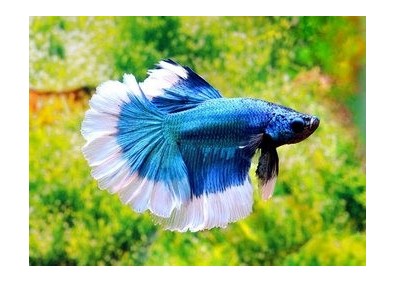 Betta HM select mâle butterfly vert et - Betta halfmoon séléction - Comptoir du Poisson exotique